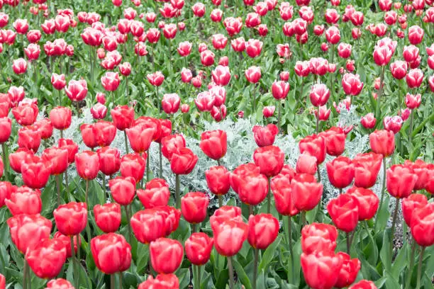 red and pink Tulip buds with fresh green leaves in soft light on a blurred background with space for your text. The Dutch Tulip blooms in the greenhouse in the spring. Flower banner for a florist shop.