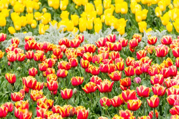 Orange and Yellow  Tulip buds with fresh green leaves in soft light on a blurred background with space for your text. The Dutch Tulip blooms in the greenhouse in the spring. Flower banner for a florist shop.