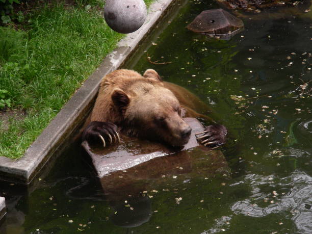 istock Kodiak Bear Playing with Wood in Water 1208567948