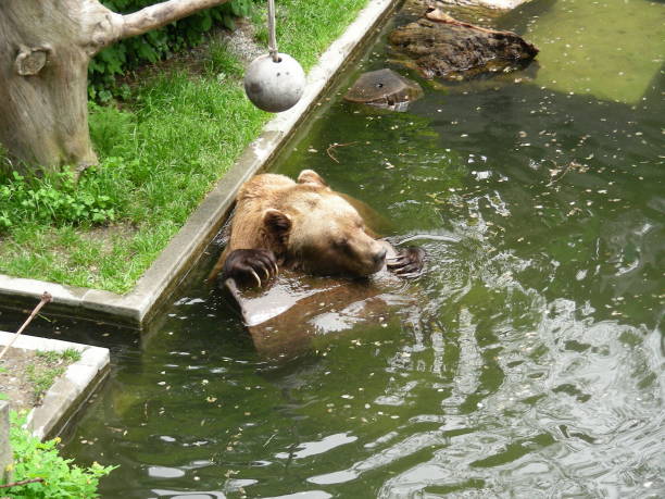 istock Kodiak Bear Biting Wood in Water Far View 1208567954