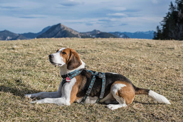 istock Beagle on a hike of the Herzogstand 1208567963