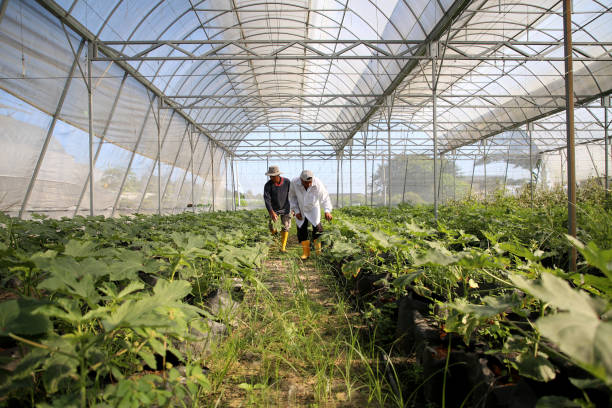 istock Greenhouse Organic Farm 1208568746