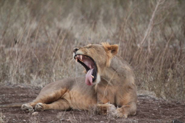 istock Lioness in African Forest Yawning Sideways 1208569418
