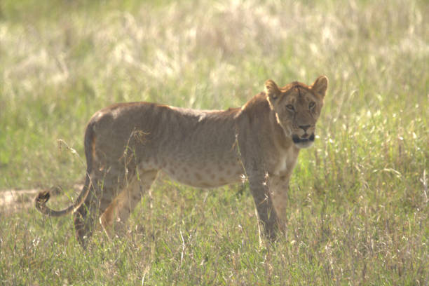 istock Lioness in Kenya Standing among Grass 1208569427