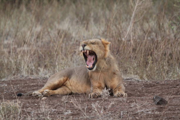istock Lioness Resting on Ground and Yawning 1208569545