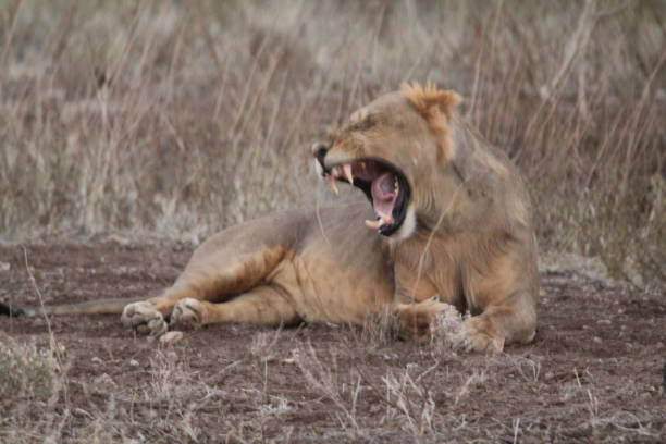 istock Lioness in African Forest Yawning 1208569688