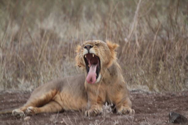 istock Lioness Resting and Deeply Yawning 1208569691