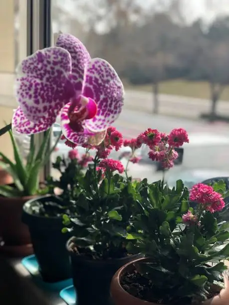 fuchsia pink orchid in front of window