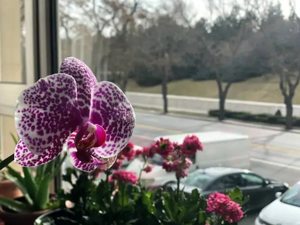 fuchsia pink orchid in front of window