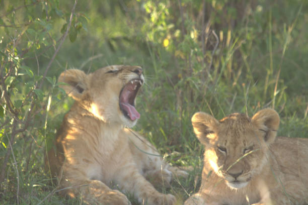 istock Lion Cubs on Sunny Day 1208570787