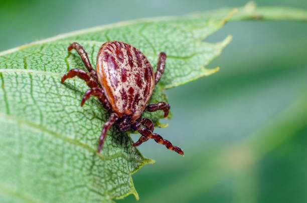istock A dangerous parasite and infection carrier mite sitting on a green leaf 1208570821