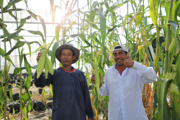 Greenhouse Organic Farm An Indonesian and Bangladeshi ethnicity farmers are showing off freshly harvested corn in greenhouse organic farm. long sleeved recreational pursuit horizontal looking at camera stock pictures, royalty-free photos & images