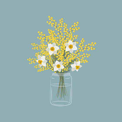 Mimosa and daffodils in a glass jar. Yellow and white flowers with leaves. Spring flowers. Floral composition. Vector illustration on a blue background