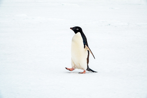 Adelie penguin on Deception island in Antartica