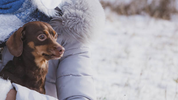 istock Person holding dog during winter 1208573882