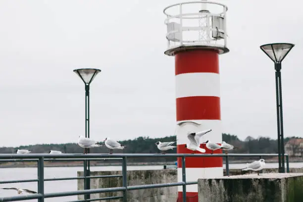 March 31, 2018 - Klaipeda, Lithuania: many birds, terns sitting and resting before flight on a metal fence in the marine port nera to a light house