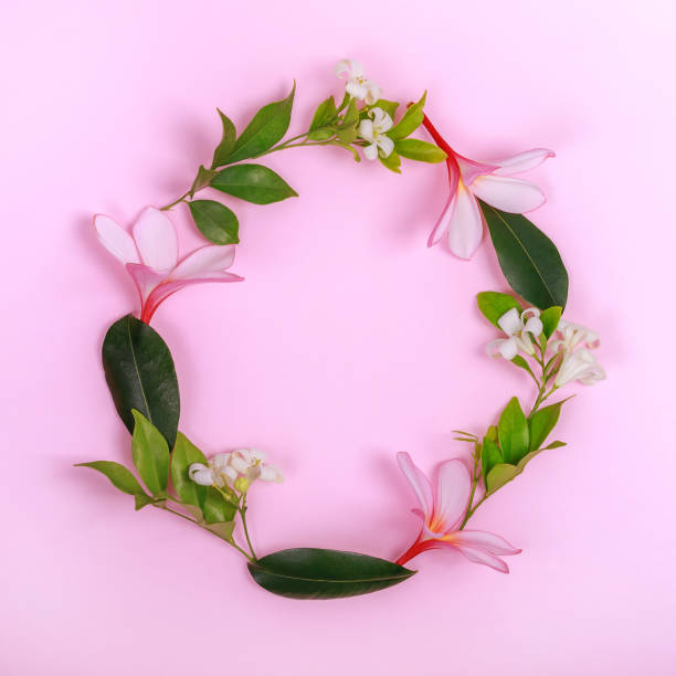 istock Frangipani and jasmine flowers in a round frame. Flat lay on pink background, square 1208575172