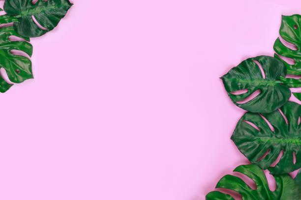 istock Monstera leaves on pink background. Tropical concept with free copy space for text 1208575296