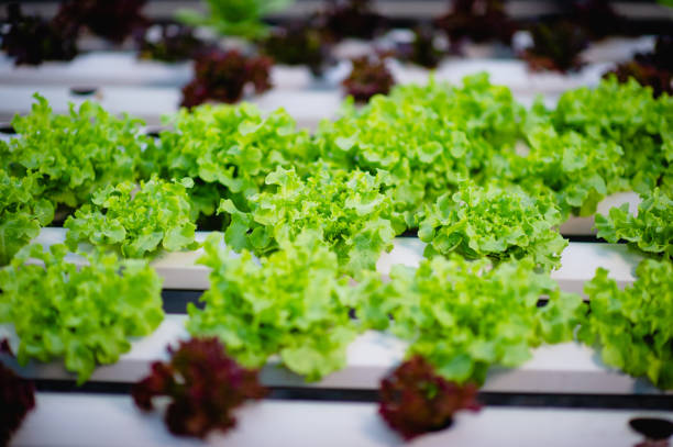 istock Organic vegetable salad garden 1208575654