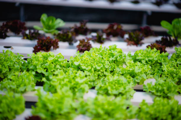 istock Organic vegetable salad garden 1208575741