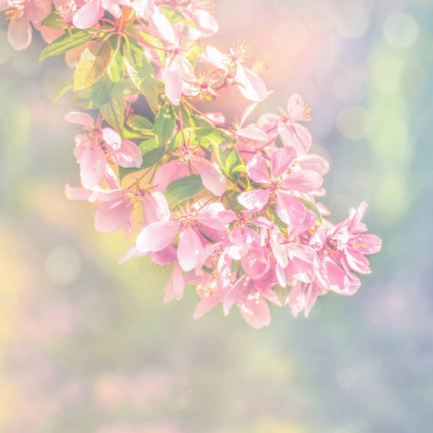 istock Spring flowers, floral background. Blossom tree over gentle soft blue and pink background. 1208575807
