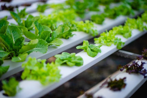 istock Organic vegetable salad garden 1208575813