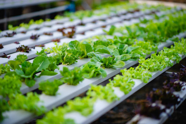 istock Organic vegetable salad garden 1208575825