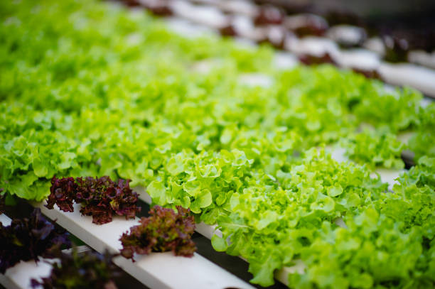 istock Organic vegetable salad garden 1208576359