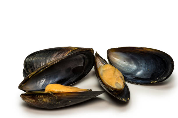 istock Seafood: Mussels Isolated on White Background 1208576916