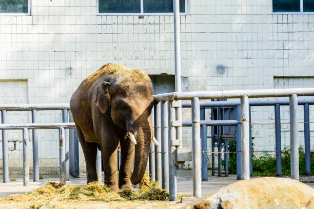 istock Asian or indian elephant in the corral 1208577000