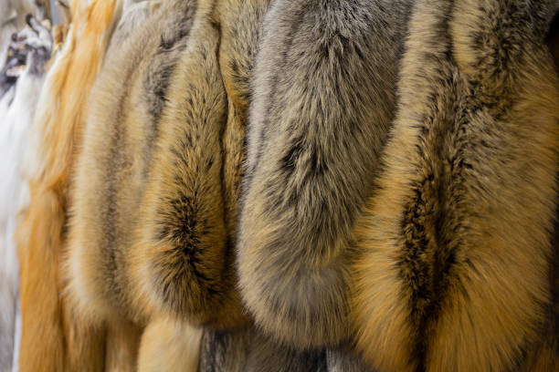 Row of many fur coats of different colors. Luxury stock photo