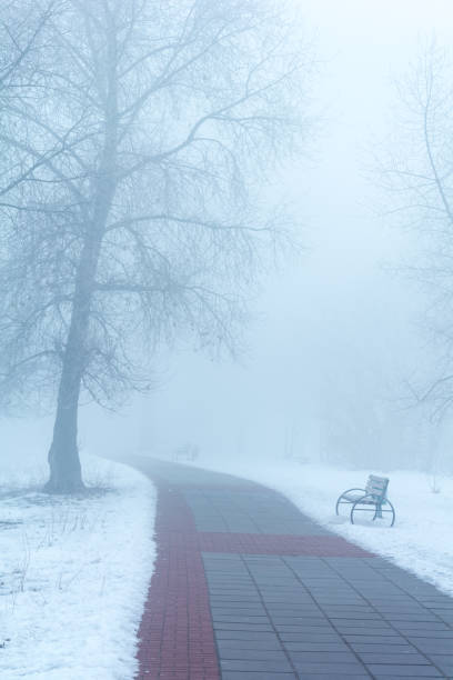 istock Park bench and trees in the fog 1208578508