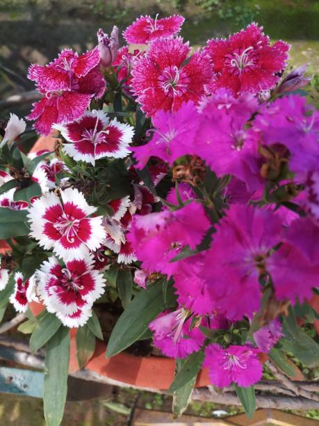 istock Mix color dianthus flower in garden 1208578523