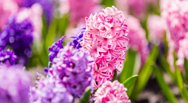 istock Large flower bed with multi-colored hyacinths, traditional easter flowers, flower background, easter spring background. Close up macro photo, selective focus. Ideal for greeting festive postcard. 1208578576