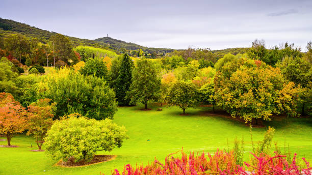 istock Autumn in Mount Lofty botanic garden 1208578743