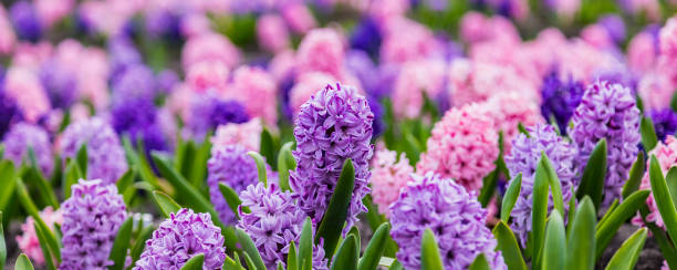 grande cama de flores com jacintos multicoloridos, flores tradicionais de páscoa, fundo de flores, fundo da primavera de páscoa. feche a foto macro, foco seletivo. ideal para cumprimentar cartão postal festivo. - lilac bush nature flower bed - fotografias e filmes do acervo