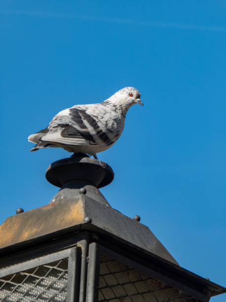 istock Pigeon on a street lamp 1208579746