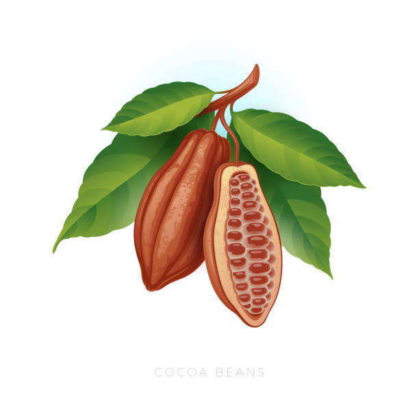 Ripe cocoa beans on a branch with leaves. Ripe cocoa beans on a branch with leaves. cocoa beans on white background.  Vector illustration. cocoa bean stock illustrations