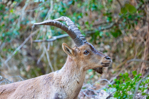 istock Capra pyrenaica hispanica - Montserrat 1208580654