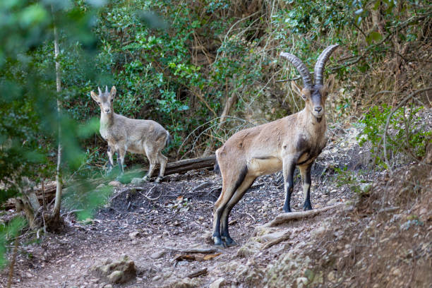 istock Capra pyrenaica hispanica - Montserrat 1208580746
