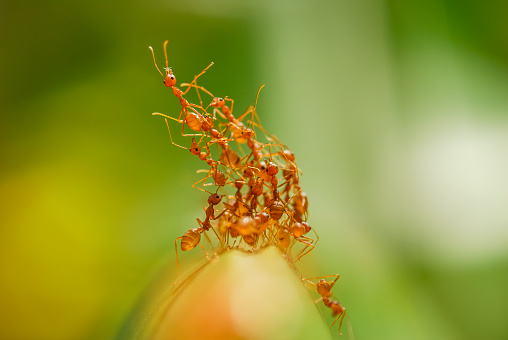 Group of red ants on a banana leaf