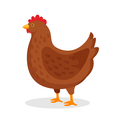 Brown hen domestic bird with red comb isolated on white. Egg-production chicken walking. Poultry, broiler, farm animal. Flat cartoon country fowl cockerel rural character. Vector illustration