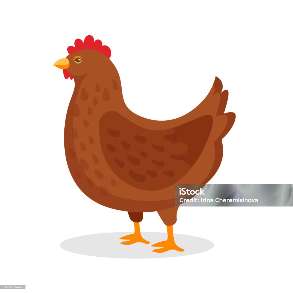 Brown Hen Domestic Bird With Red Comb On White Stock Illustration -  Download Image Now - Hen, Chicken - Bird, Egg - Food - iStock