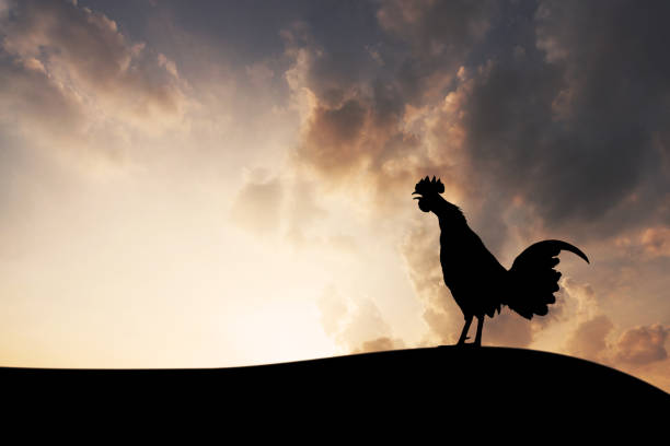 istock Silhouettes rooster crows in the morning 1208585609