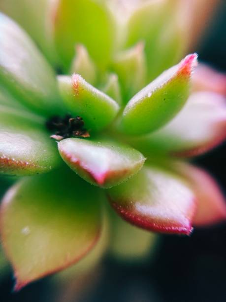 istock Green and Red Serenity Succulents 1208586214