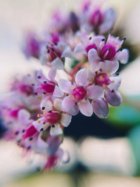 istock Pink Succulent Flowers in Spring 1208586250