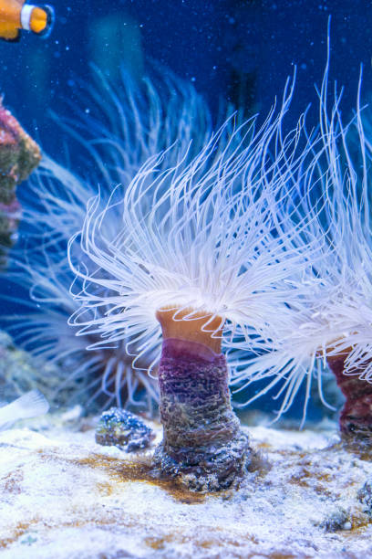 istock Cerianthus sea anemone sheltering mysid shrimps 1208587627