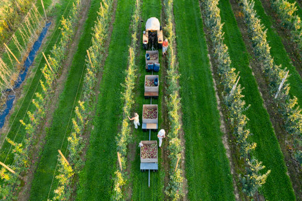 Farmers harvesting apples in autumn. Tractor with trailers full of apples stands between rows of apple trees, aerial view.