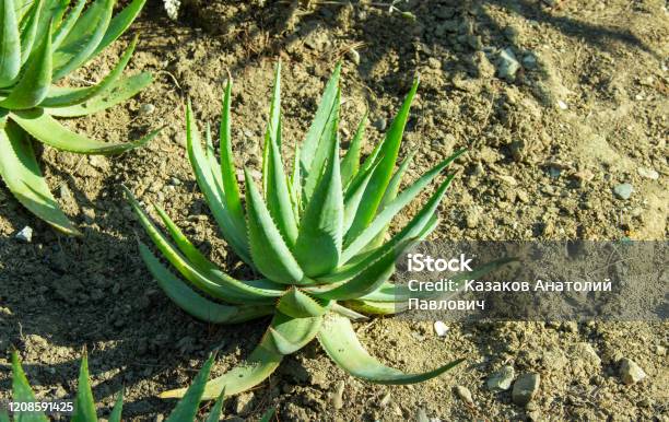 apt Uskyld væg Close Up Of Big Aloe Vera Or True Aloe Plant Exotic Floral Background  Popular Plant For Pharmaceutical Purposes Stock Photo - Download Image Now  - iStock