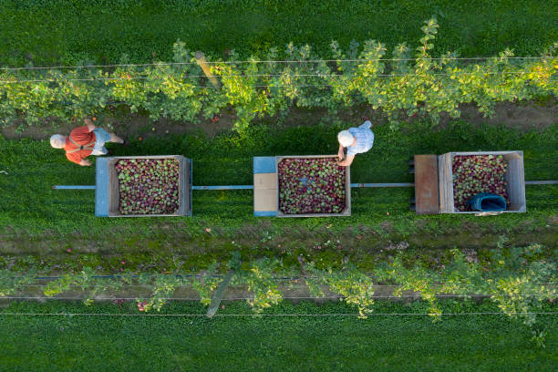 istock Farmers Harvesting Apples, Aerial View 1208591439